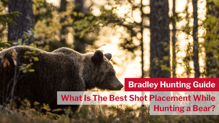 What Is The Best Shot Placement While Hunting a Bear? - Bradley Smokers