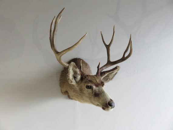 5 Different Deer Taxidermy Options and Their Costs - Bradley Smokers ...